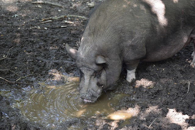 纳哥日渐增 纳哥日渐增