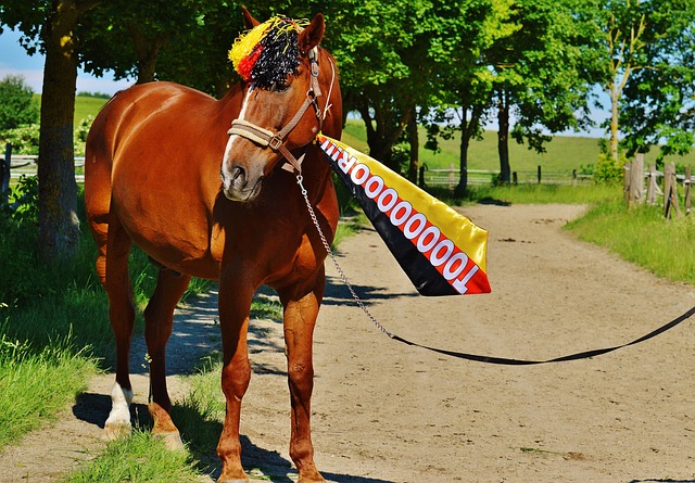 作为球队的 作为球队的