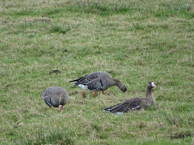 斯的早早离 斯的早早离