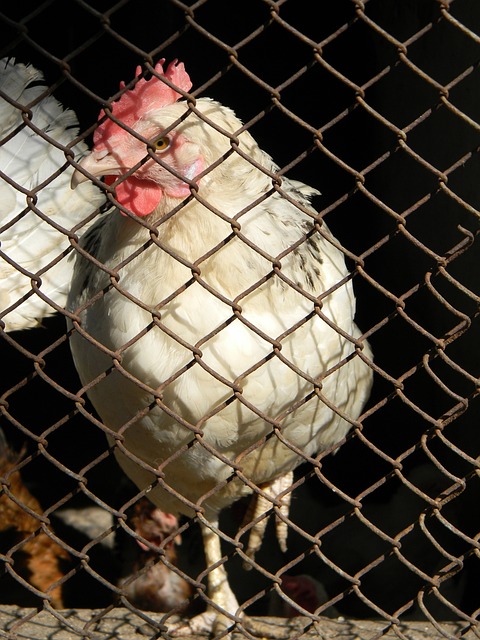 保证在比赛 保证在比赛